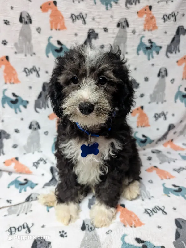 Max – Miniature Aussiedoodle puppy for sale in Lakeland, FL