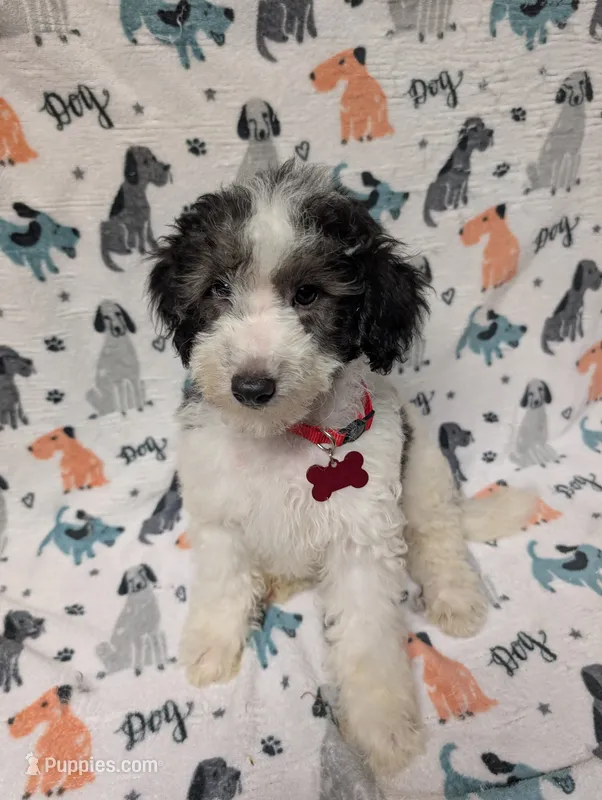 Red – Miniature Aussiedoodle puppy for sale in Lakeland, FL