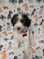 Red, a male Miniature Aussiedoodle for sale in Lakeland, FL – 1 of 2