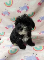 Lilly, a female Yorkshire Terrier and Poodle - Toy  for sale in Lakeland, FL – 2 of 4