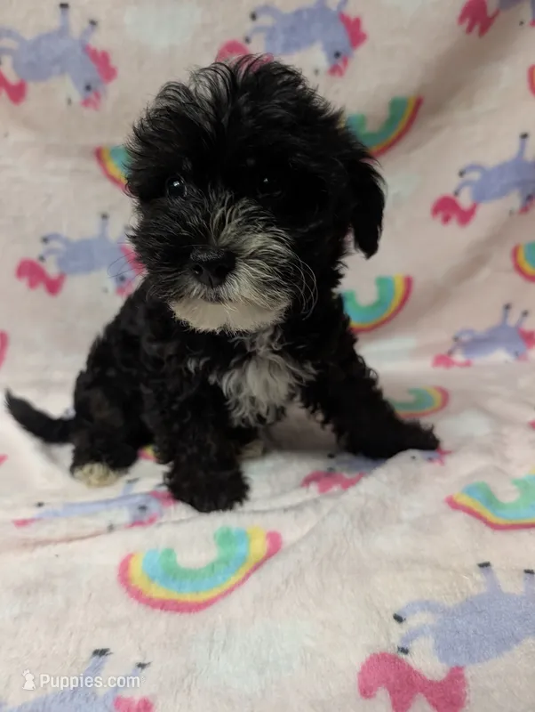 Lilly – Yorkshire Terrier, Poodle - Toy  puppy for sale in Lakeland, FL