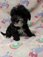 Lilly, a female Yorkshire Terrier and Poodle - Toy  for sale in Lakeland, FL – 1 of 4