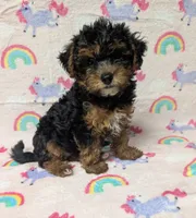 Maxine , a female Yorkshire Terrier and Poodle - Toy  for sale in Lakeland, FL – 3 of 3