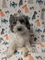 stella, a female Miniature Aussiedoodle for sale in Lakeland, FL – 2 of 2