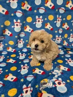 Max, a male Pekingese for sale in Lakeland, FL – 2 of 4