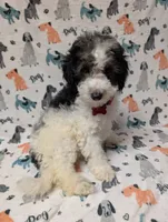 Red, a male Miniature Aussiedoodle for sale in Lakeland, FL – 2 of 2