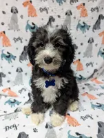 Max, a male Miniature Aussiedoodle for sale in Lakeland, FL – 2 of 3