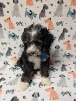 Max, a male Miniature Aussiedoodle for sale in Lakeland, FL – 3 of 3