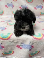 Lilly, a female Yorkshire Terrier and Poodle - Toy  for sale in Lakeland, FL – 3 of 4