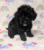 Buddy , a male Yorkshire Terrier and Poodle - Toy  for sale in Lakeland, FL – 3 of 3