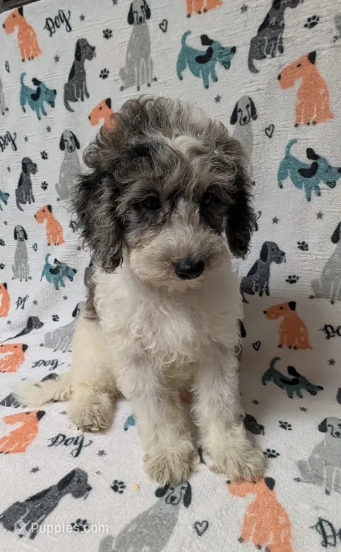 stella – Miniature Aussiedoodle puppy for sale in Lakeland, FL