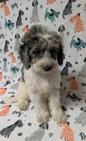 stella, a female Miniature Aussiedoodle for sale in Lakeland, FL – 1 of 2