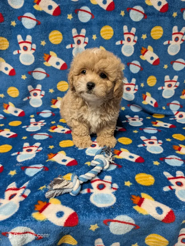 Max – Pekingese puppy for sale in Lakeland, FL