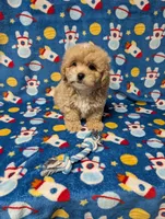 Max, a male Pekingese for sale in Lakeland, FL – 1 of 4