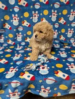Max, a male Pekingese for sale in Lakeland, FL – 4 of 4