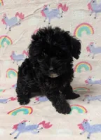 Buddy , a male Yorkshire Terrier and Poodle - Toy  for sale in Lakeland, FL – 2 of 3