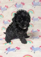 Buddy , a male Yorkshire Terrier and Poodle - Toy  for sale in Lakeland, FL – 1 of 3