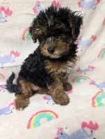 Maxine , a female Yorkshire Terrier and Poodle - Toy  for sale in Lakeland, FL – 2 of 3