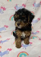 Maxine , a female Yorkshire Terrier and Poodle - Toy  for sale in Lakeland, FL – 1 of 3