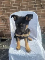 Xena, a female German Shepherd Dog for sale in Chambersburg, PA – Photo 2 of 2