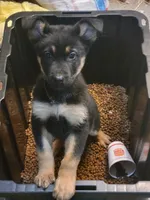 Xena, a female German Shepherd Dog for sale in Chambersburg, PA – Photo 1 of 2