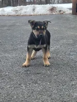 Lola, a female German Shepherd Dog for sale in Chambersburg, PA – Photo 2 of 2