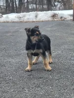 Lola, a female German Shepherd Dog for sale in Chambersburg, PA – Photo 1 of 2