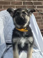 Coco, a female German Shepherd Dog for sale in Chambersburg, PA – Photo 1 of 2