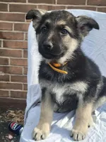 Coco, a female German Shepherd Dog for sale in Chambersburg, PA – Photo 2 of 2