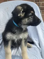 Hank, a male German Shepherd Dog for sale in Chambersburg, PA – Photo 1 of 2