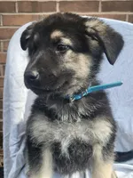 Hank, a male German Shepherd Dog for sale in Chambersburg, PA – Photo 2 of 2