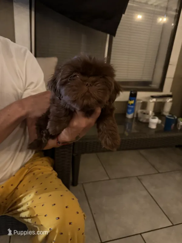 Jason  – Shih Tzu puppy for sale in Riverside, CA
