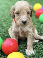Sylvester, a male Goldendoodle for sale in Chiefland, FL – Photo 3 of 3