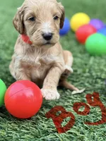 Sylvester, a male Goldendoodle for sale in Chiefland, FL – Photo 2 of 3