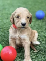 Sylvester, a male Goldendoodle for sale in Chiefland, FL – Photo 1 of 3