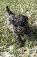 Fifi, a female Miniature Aussiedoodle for sale in Chiefland, FL – 2 of 7