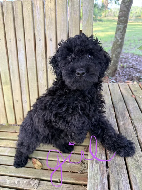 Fizzy – Miniature Aussiedoodle puppy for sale in Chiefland, FL