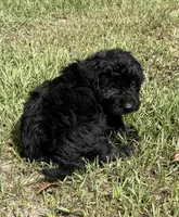 Freddie, a male Miniature Aussiedoodle for sale in Chiefland, FL – 4 of 6