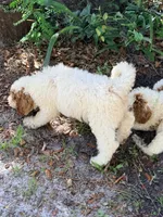 Georgia, a female Goldendoodle for sale in Chiefland, FL – 2 of 4