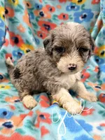 Fluffy, a female Miniature Aussiedoodle for sale in Chiefland, FL – 2 of 4