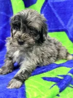 Luke , a male Miniature Labradoodle for sale in Chiefland, FL – 3 of 3