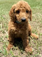 Kevin, a male Goldendoodle for sale in Chiefland, FL – 3 of 3