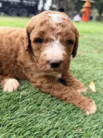 Gary, a male Goldendoodle for sale in Chiefland, FL – Photo 4 of 4