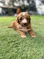 Gary, a male Goldendoodle for sale in Chiefland, FL – Photo 3 of 4