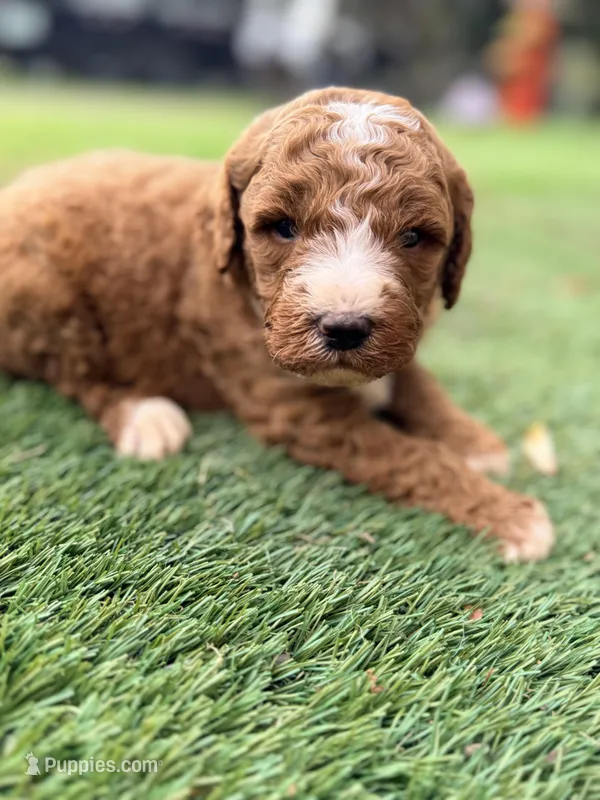 Gary – Goldendoodle puppy for sale in Chiefland, FL