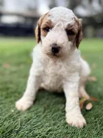 Gary, a male Goldendoodle for sale in Chiefland, FL – Photo 1 of 4