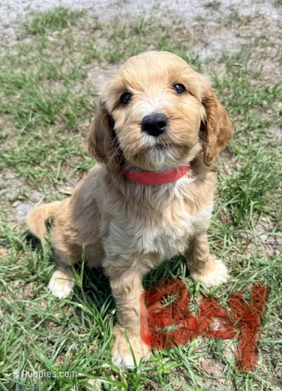 Sylvester – Goldendoodle puppy for sale in Chiefland, FL