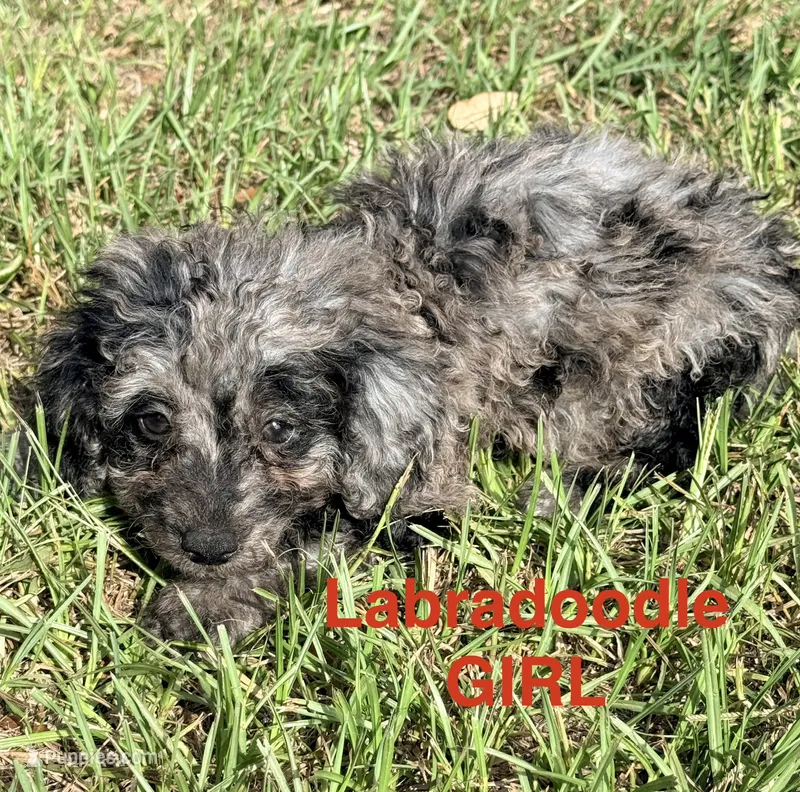 Lady – Miniature Labradoodle puppy for sale in Chiefland, FL