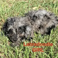 Lady, a female Miniature Labradoodle for sale in Chiefland, FL – 1 of 7