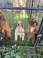 Gina, a female Goldendoodle for sale in Chiefland, FL – 9 of 10